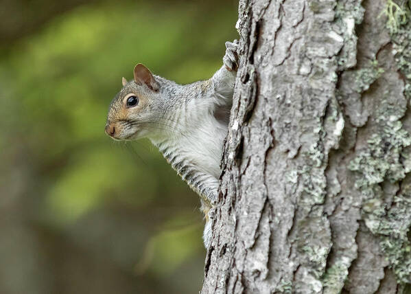 Squirrel Art Print featuring the photograph Hang On by Holly Ross