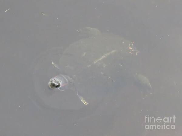 Turtle Art Print featuring the photograph Heads Up by World Reflections By Sharon