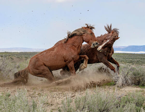 Wild Mustangs Art Print featuring the photograph Heavy Weights #1 by Mindy Musick King