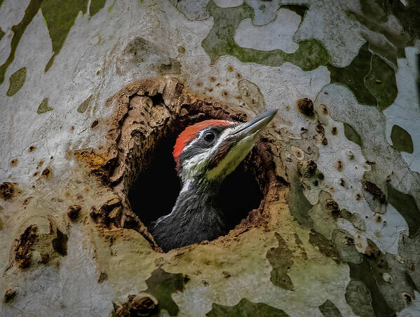 Pileated Art Print featuring the photograph Hello world by Brian Shoemaker