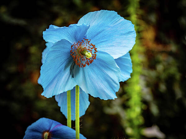 Blue Art Print featuring the photograph Himalayan Blue Poppy by Louis Dallara
