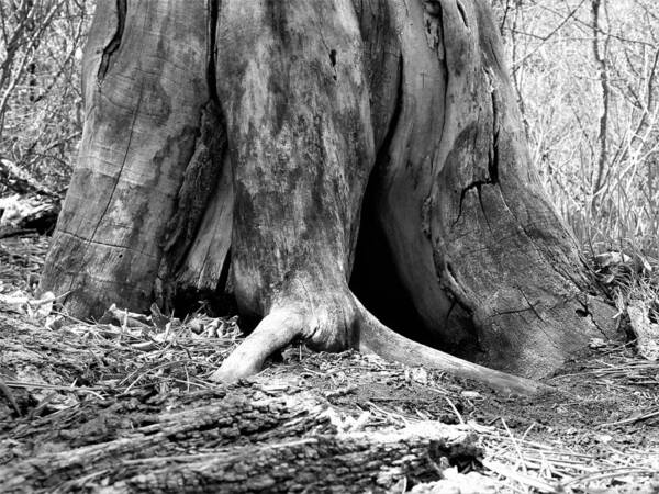 Tree Art Print featuring the photograph Hollow Tree Trunk in Black and White by Amanda R Wright