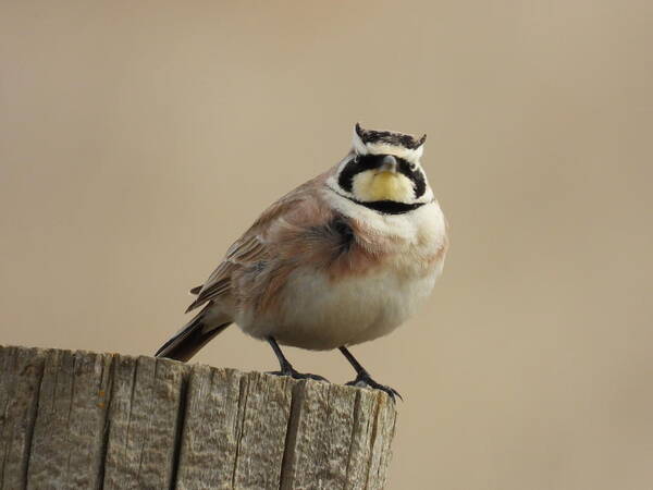 Horned Lark Art Print featuring the photograph Horned Lark by Amanda R Wright