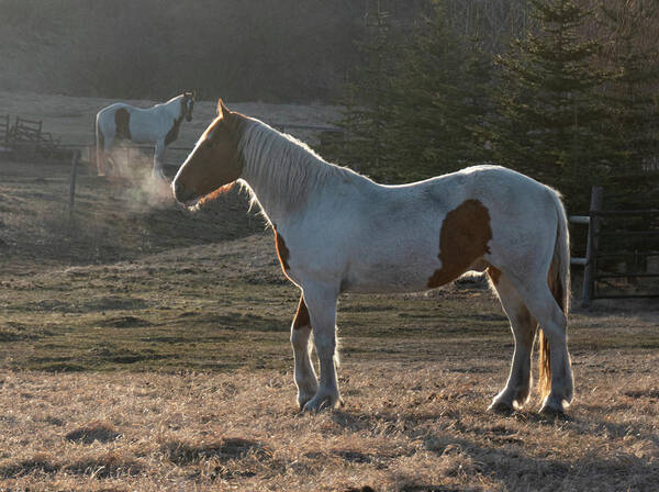 Horse Art Print featuring the photograph Horse On A Cold Morning by Phil And Karen Rispin