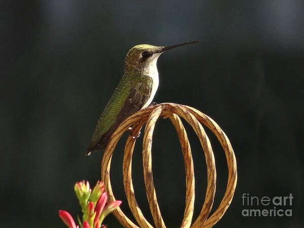 5 Star Art Print featuring the photograph Hummers on Deck- 2-04 by Christopher Plummer