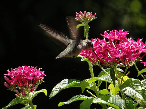 5 Star Art Print featuring the photograph Hummers on Deck- 2-06 by Christopher Plummer
