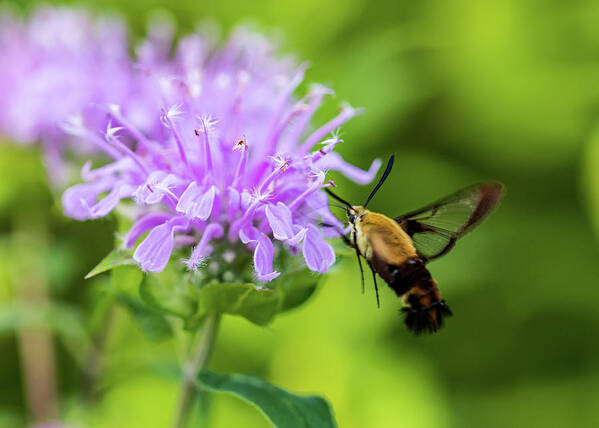 Plants Art Print featuring the photograph Hummingbird Moth - Delaware Water Gap PA by Amelia Pearn