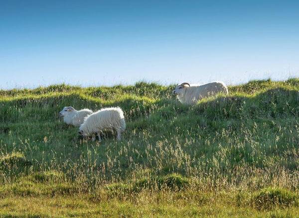 Sheep Art Print featuring the photograph Icelandic Sheep by Rebecca Herranen