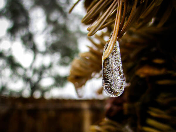 Icicle Art Print featuring the photograph Icicle on Fir Wreath by W Craig Photography