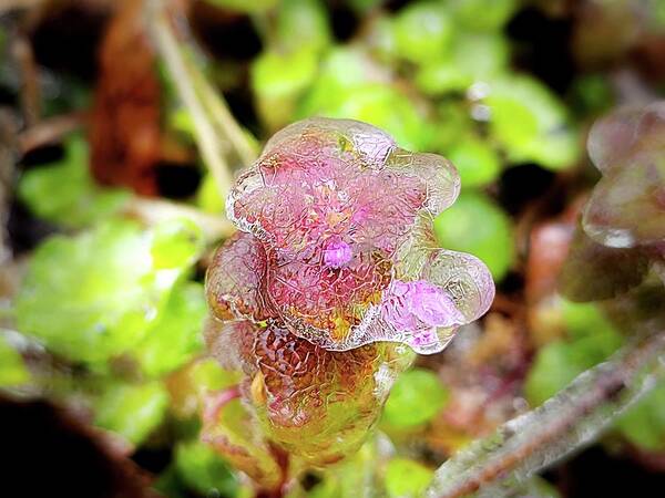 Ice Storm Art Print featuring the photograph Icy Purple Deadnettle by Ally White