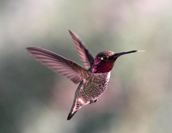 Hummingbirds Art Print featuring the photograph I'm Here To Show You by Joe Schofield