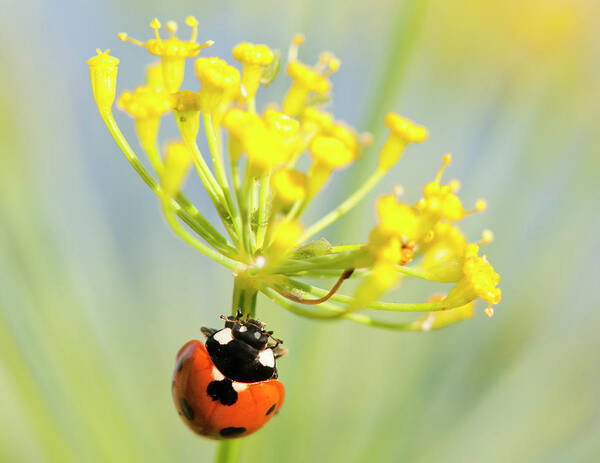 Animals Art Print featuring the photograph In Search of Aphids by Robert Potts