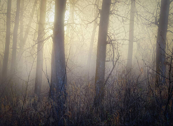 Trees Art Print featuring the photograph In The Woods by Dan Jurak