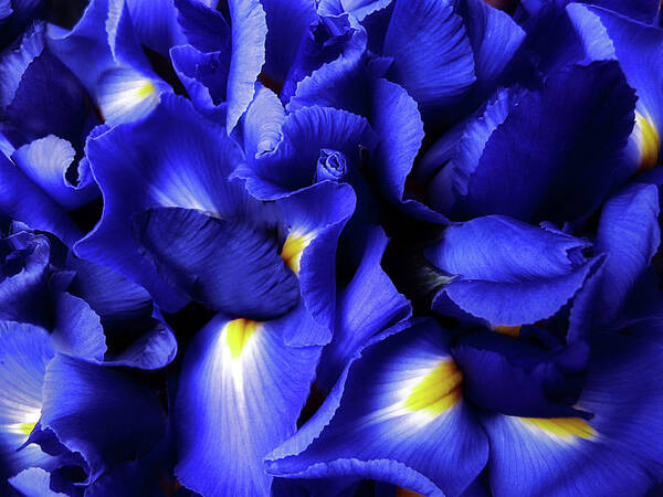  Iris Art Print featuring the photograph Iris Abstract by Jessica Jenney