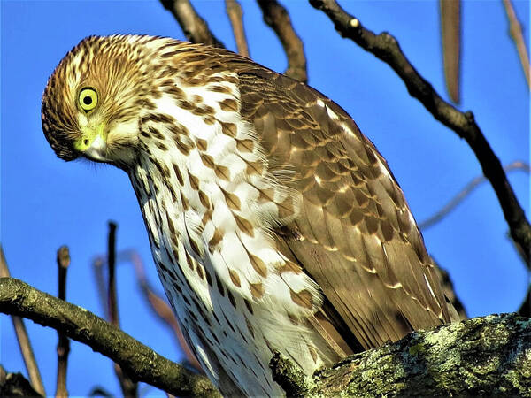 Hawks Art Print featuring the photograph Juvenile Coopers Hawk Are you talkin' to me? by Linda Stern