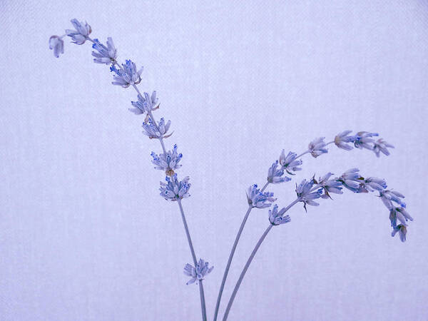 Lavender Art Print featuring the photograph Lavender by Julia Wilcox