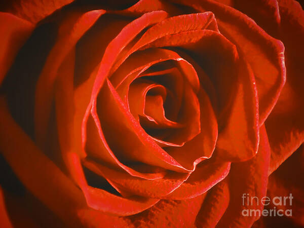 Rose Art Print featuring the photograph Layers by Robert Knight