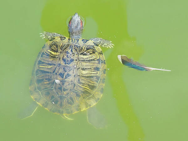 Floating Turtle Art Print featuring the photograph Lazy Summer Afternoon - Floating Turtle by Menega Sabidussi