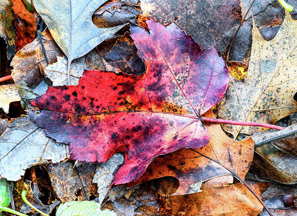 Fall Art Print featuring the photograph Leaf Carpet by Steven Nelson