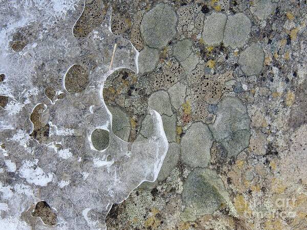Lichen Art Print featuring the photograph Lichen and Ice by Nicola Finch