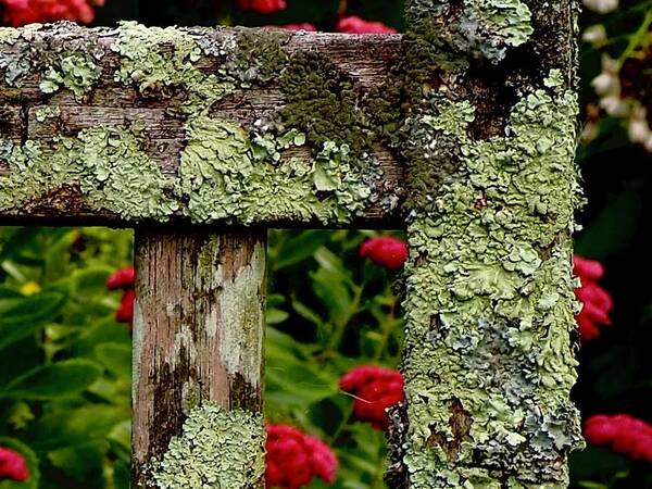 Lichen Art Print featuring the photograph Keeping Company With Lichen by Alida M Haslett