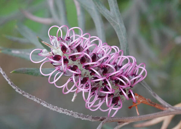 Grevillea Art Print featuring the photograph Lilac Grevillea Flower by Maryse Jansen
