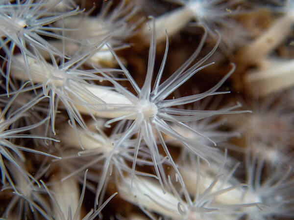 Underwater Art Print featuring the photograph Lined anemones in a group by Brian Weber