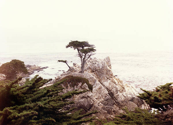 Lone Cypress Art Print featuring the photograph Lone Cypress CA by Marilyn Hunt