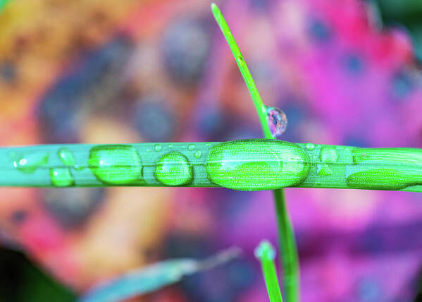 Grass Art Print featuring the photograph Macro Photography - Water Drops on Grass by Amelia Pearn
