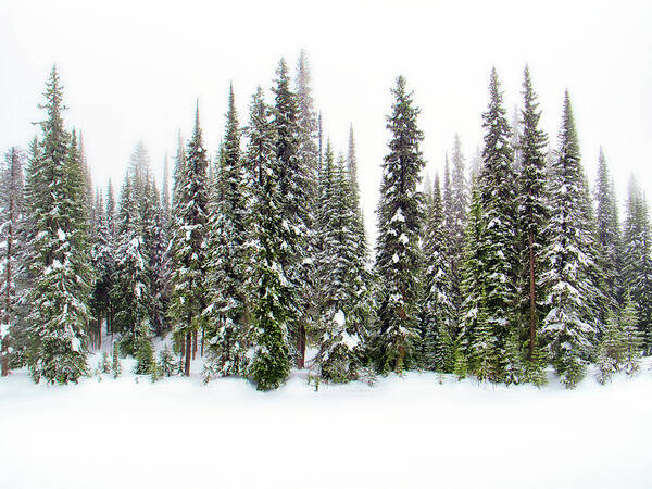 Okanagan Valley Art Print featuring the photograph Majestic Evergreens in Snow by Allan Van Gasbeck