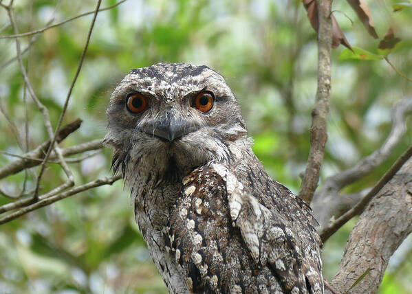 Animals Art Print featuring the photograph Marbled Frogmouth Stare by Maryse Jansen