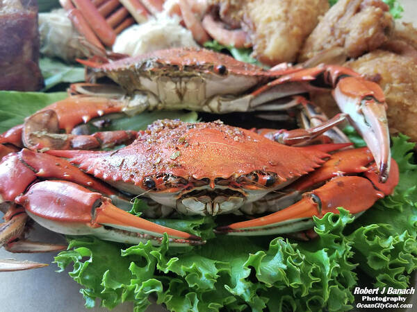 Crab Art Print featuring the photograph Maryland Crab On Lettuce by Robert Banach
