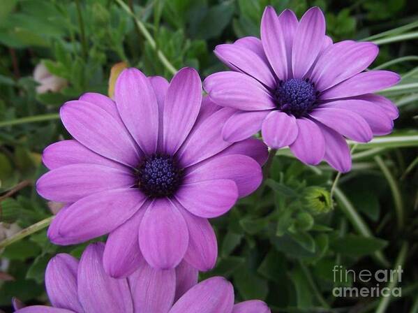 Flowers Art Print featuring the photograph Mauve Muses by Kimberly Furey