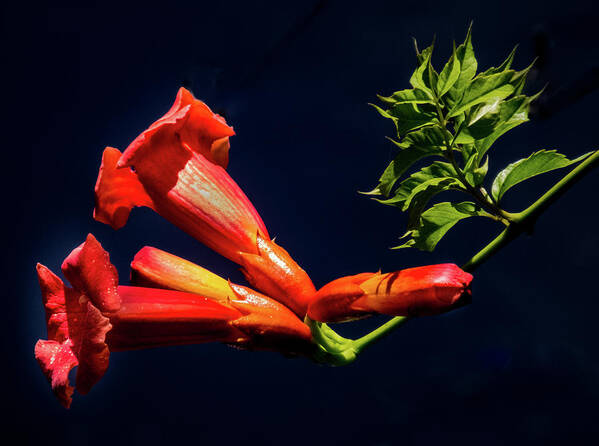 Trumpet Flower Art Print featuring the photograph Midnight Trumpet by Karen Wiles