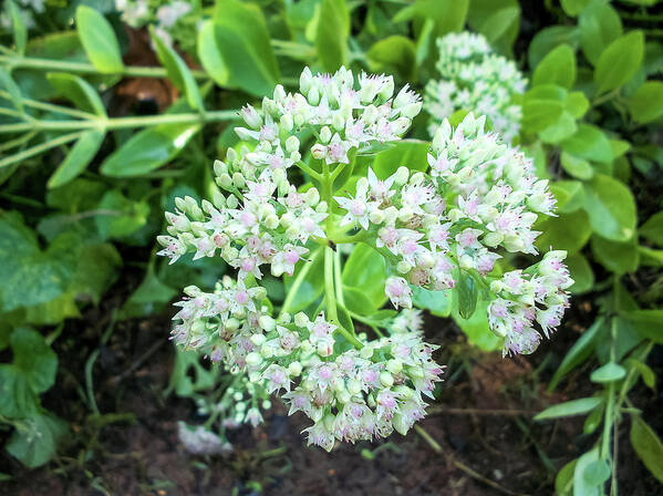 Asclepias Art Print featuring the photograph Milkweed by Heather Bettis