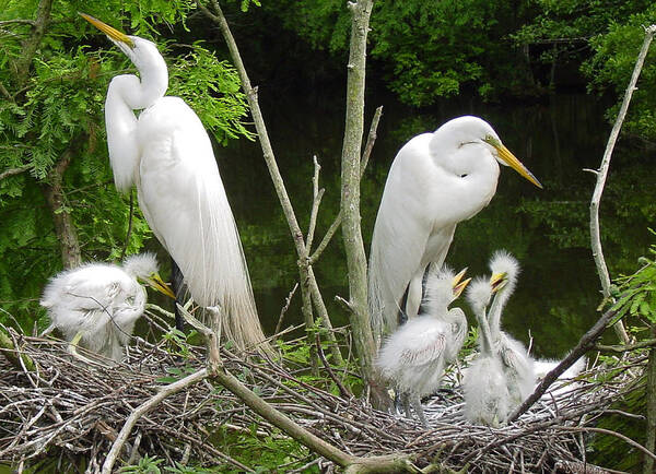 Great White Egret Art Print featuring the photograph Mom n Pop n Chicks by Suzanne Gaff