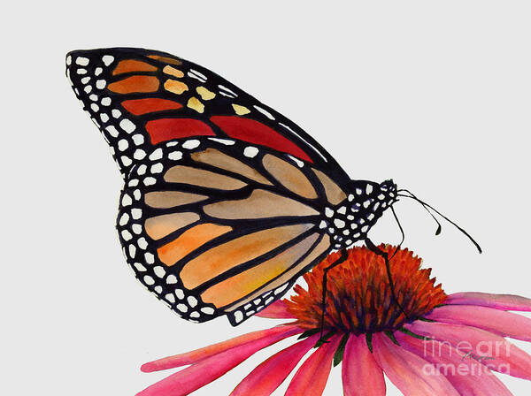 Butterfly Art Print featuring the painting Monarch Butterfly on White by Hailey E Herrera