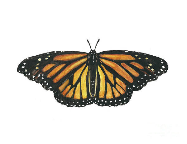 Monarch Art Print featuring the painting Monarch Butterfly by Pamela Schwartz