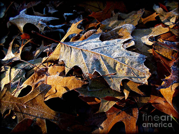 Nature Art Print featuring the photograph Morning Frost Autumn Leaves by Frank J Casella