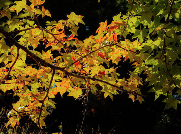 Tree Art Print featuring the photograph More Fall Colors by Phil And Karen Rispin