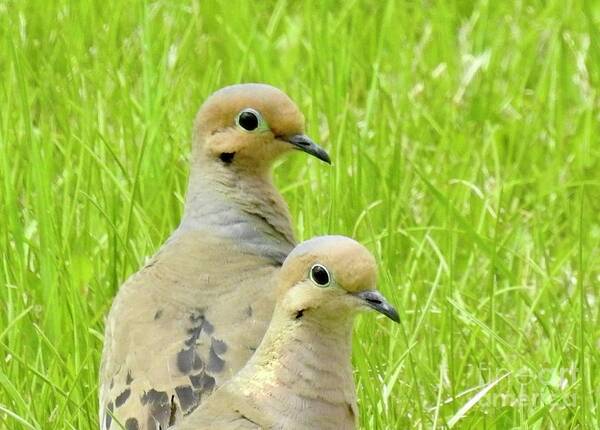 Mourning Doves. Cariboo Birds. Art Print featuring the photograph Mourning Doves by Nicola Finch