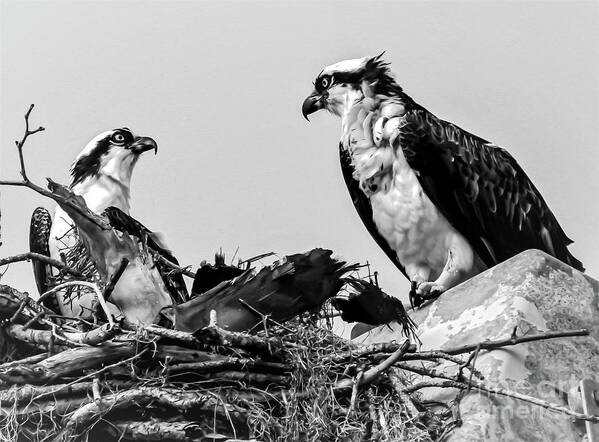 Ospreys Art Print featuring the photograph Mr. and Mrs. S. Osprey 1 by Joanne Carey