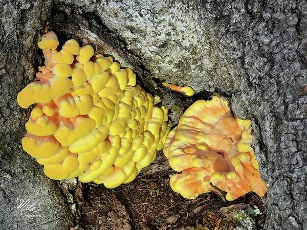  Art Print featuring the photograph Mushroom - golden by Meta Gatschenberger