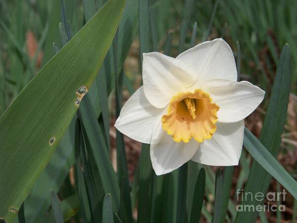 Narcissus Art Print featuring the photograph Narcissus by Charles Robinson