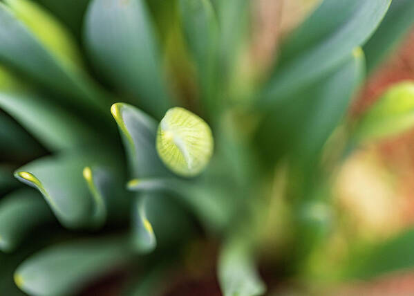 Daffodils Art Print featuring the photograph Nature Photography - Easter Daffodils 2 by Amelia Pearn
