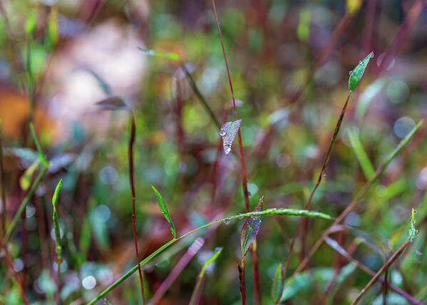 Fall Art Print featuring the photograph Nature Photography - Fall Grass by Amelia Pearn