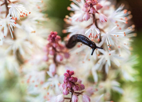 Flowers & Plants Art Print featuring the photograph Nature Photography - In The Flower Garden by Amelia Pearn