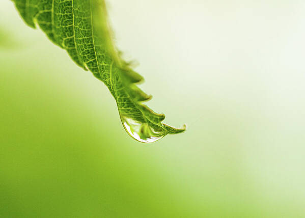 Plants Art Print featuring the photograph Nature Photography - Rain by Amelia Pearn