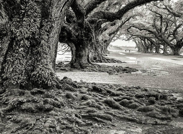 Gnarled Art Print featuring the photograph Oak Alley by William Beuther