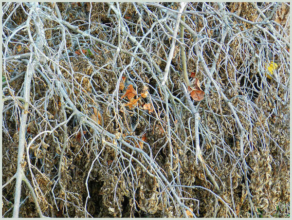 Roots Art Print featuring the photograph October Branches and Roots by Lise Winne